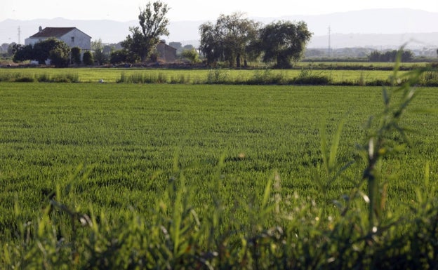 El Consell elige a una funcionaria sin la categoría exigida para dirigir la Albufera