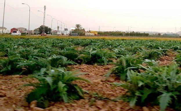 El Consell de l'Horta solicita la declaración de zona catastrófica para la huerta de Valencia tras las lluvias