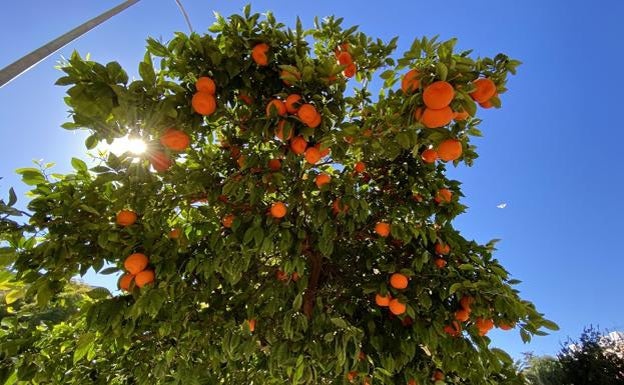 El Gobierno confía en que la UE desista en el trato de favor a la naranja sudafricana