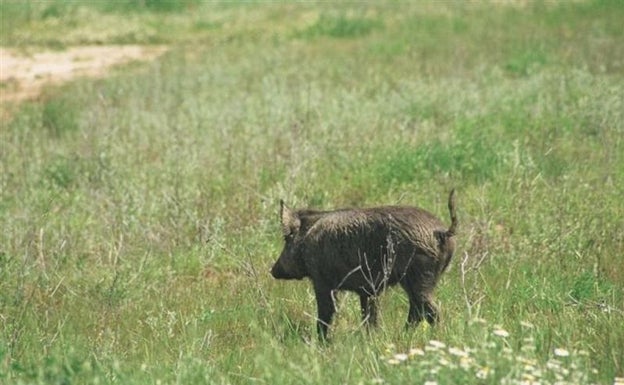 Bicorp busca cazadores para controlar la superpoblación de jabalí en la Reserva de la Muela de Cortes