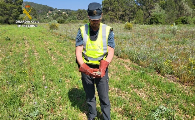 Rescatan a un lagarto de una especie protegida atrapado en una nave industrial de Xátiva