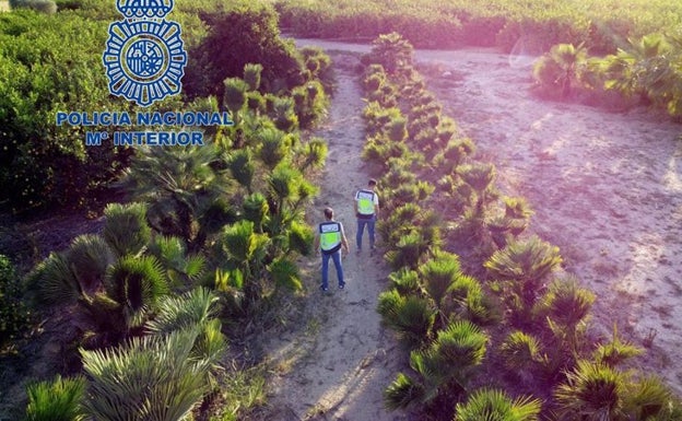 Detenido en Orihuela el presunto autor del hurto de 400 palmeras valoradas en 120.000 euros
