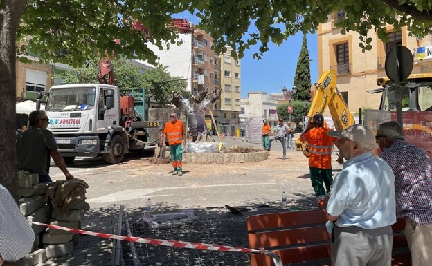 Máxima expectación en Paterna por la retirada del olivo frente al ayuntamiento