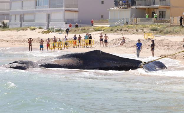 Muere una ballena herida en Tavernes tras estar seis horas varada en la playa