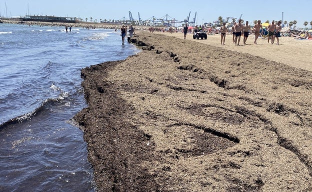 Quejas de bañistas por la acumulación de restos de posidonia en la playa del Cabanyal