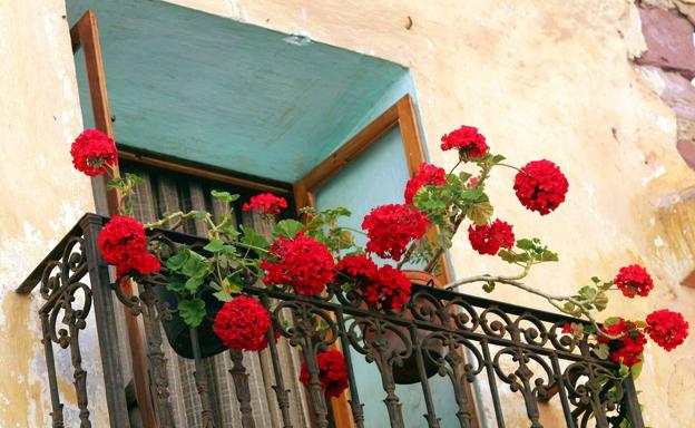 Geranio: cuidados | Cómo cuidar un geranio: trucos y consejos para que  florezcan sanos en tu balcón | Las Provincias