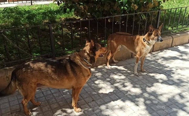 La Policía Local de Alboraya rescata a dos perros en el incendio de la cocina de una casa