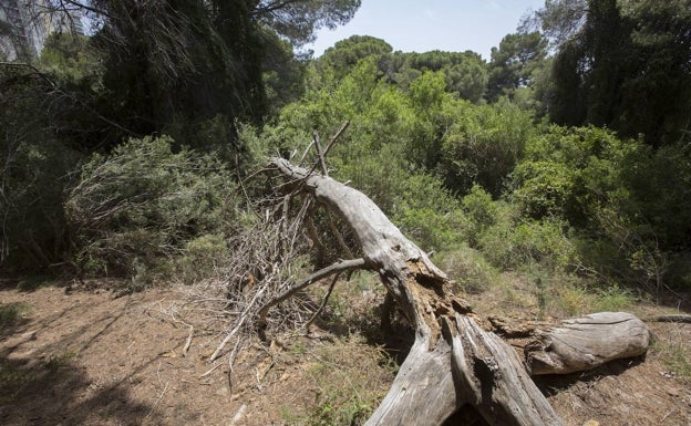 Cs pide al gobierno de Ribó que implante el sistema contraincendios de la Devesa tras cuatro años de demora