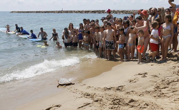 Se buscan voluntarios en Puçol para proteger los huevos de tortuga en la playa