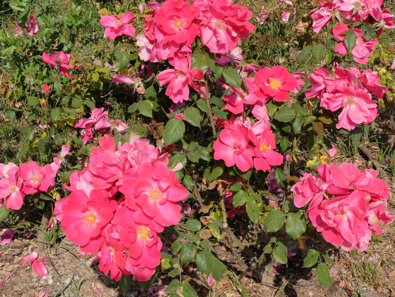 Las rosas más sorprendentes del río