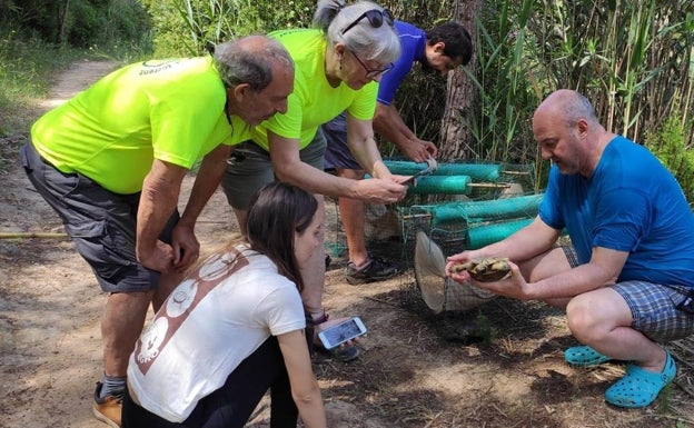 La Font de la Teula de Torrent, a salvo de la invasión de tortugas americanas