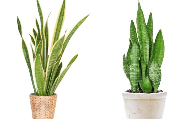 Sansevieria o lengua de suegra: Consejos para que la planta que purifica el aire de tu casa crezca bonita