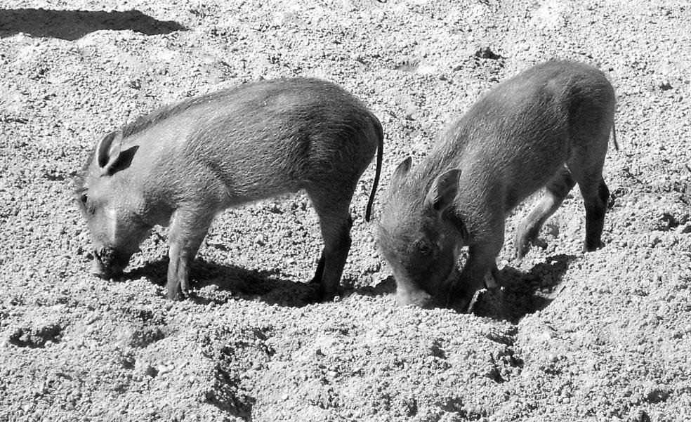 Sobrepoblación de fauna salvaje