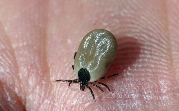 La siete partes del cuerpo donde se esconden las garrapatas