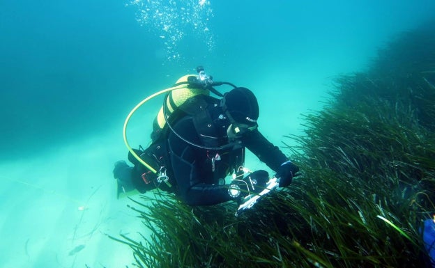 Diputación, Instituto de Ecología Litoral y turismo náutico inician campañas sobre la posidonia