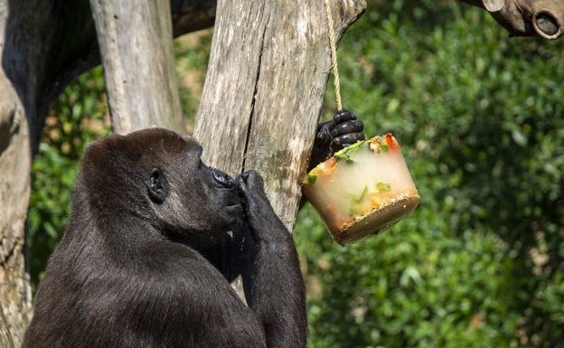 Hielo y fruta fresca para los animales del Bioparc por la ola de calor