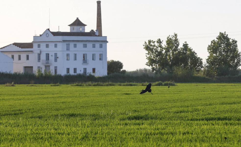 El retraso en la siembra por las lluvias aboca a una mala cosecha del arroz