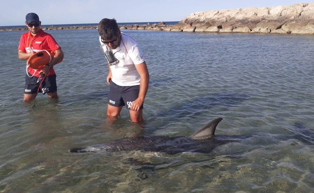 Fallece un delfín en aguas de Dénia