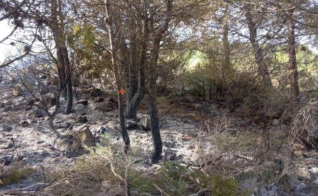 Un rayo causa un incendio forestal en Estivella