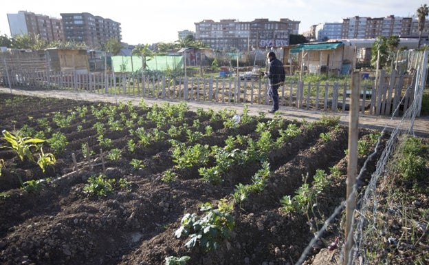 Benimaclet 'pasa' de los huertos urbanos