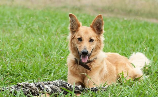 La regla de los cinco segundos para saber si puedes sacar a pasear a tu perro