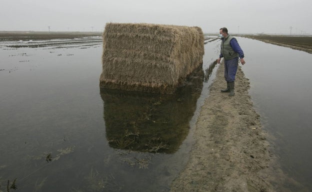 La conselleria acuerda con los agricultores limitar la quema de la paja del arroz