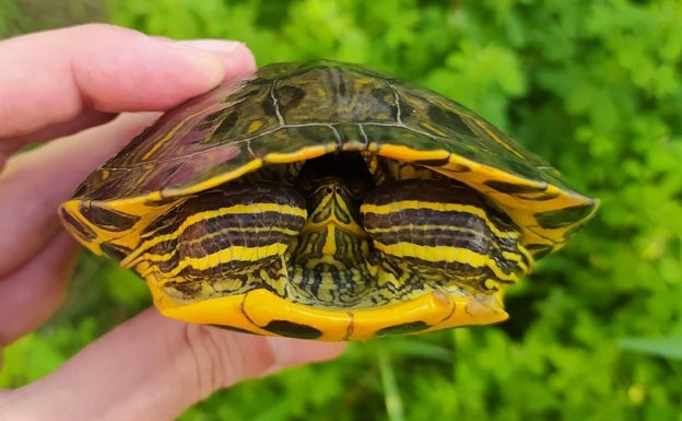 La especies exóticas continúan invadiendo los ríos Canyoles y Albaida