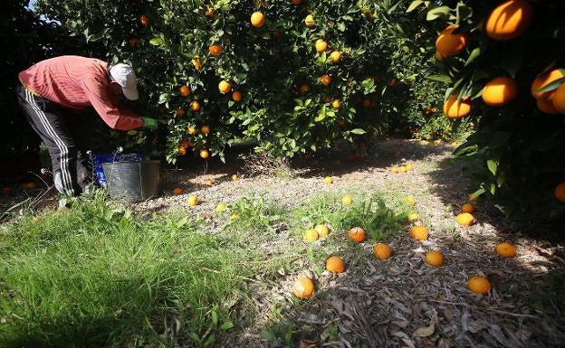 El tratamiento en frío a las naranjas de Sudáfrica se aplicará a partir del 24 de junio