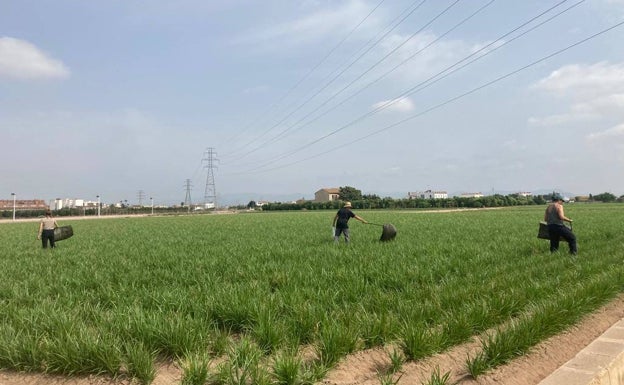 Alboraya trabaja con agricultores locales en la detección temprana de enfermedades de la chufa