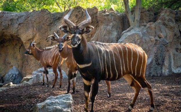 Bioparc Valencia crece con la llegada de cuatro ejemplares de bongo oriental