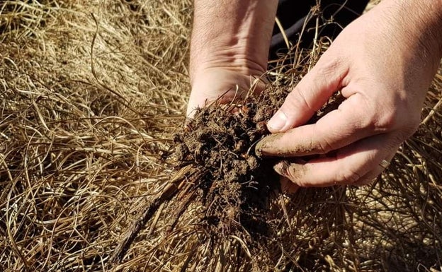 Viaje a la raíz de la horchata: un cultivo sentimental