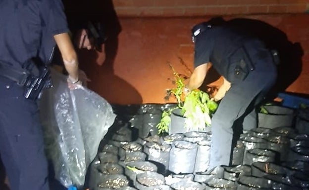 La policía interviene una plantación de marihuana en Alcoi gracias a la tormenta