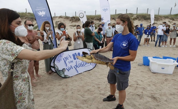 La campaña 'Tortugas en el Mediterráneo 2022 de l'Oceanogràfic estará en 60 municipios