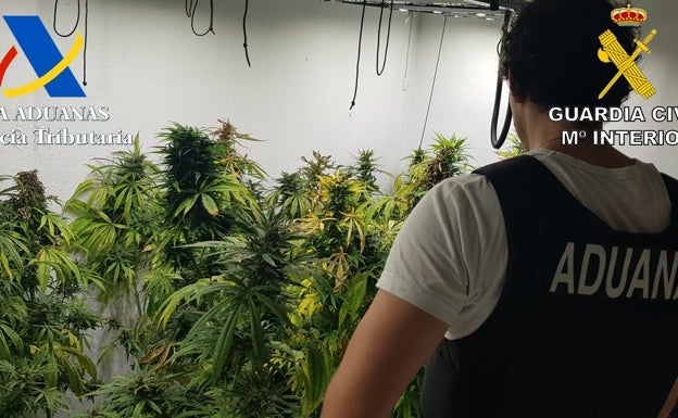 Desmantelan una red con mil plantas de marihuana en Palmera y detienen a cinco personas