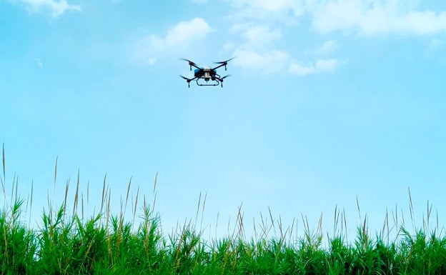 Un dron para fumigar Tavernes y acabar con las plagas de mosquitos