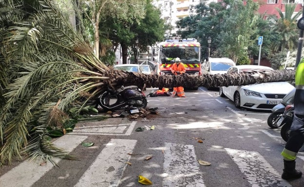 Cae una palmera junto a la avenida Primado Reig