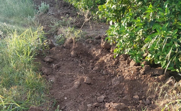 El descontrol de los jabalíes causa 30 accidentes de tráfico en Villalonga en un año