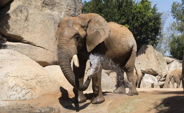 Muere Kibo, el elefante macho de Bioparc