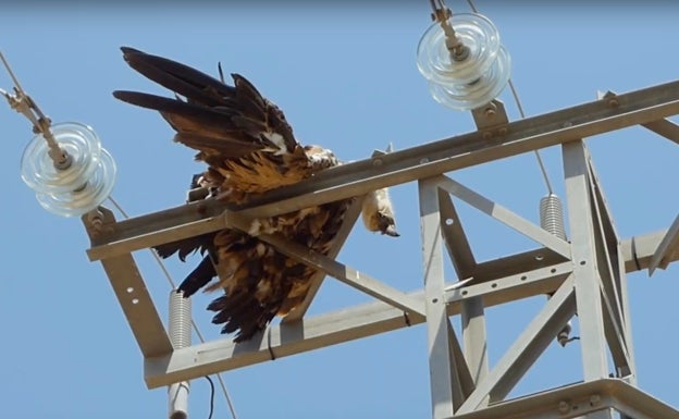 Los ecologistas alertan del daño medioambiental que causará la central fotovoltaica de Benifallim y Penáguila