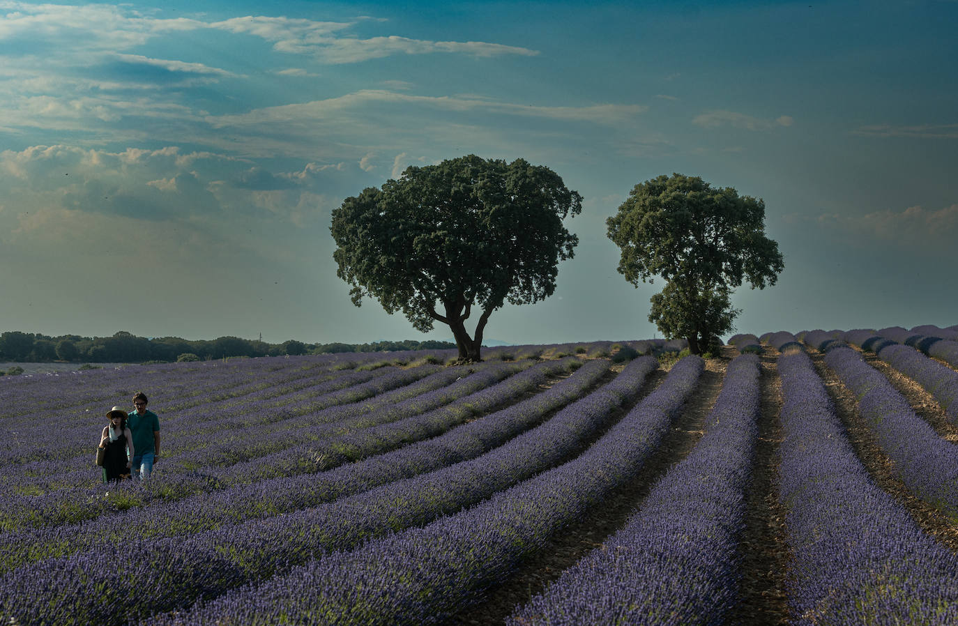 Los mágicos campos de lavanda de Brihuega (Guadalajara)