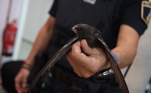 Vecinos de Alaquàs rescatan dos ejemplares de aves protegidas