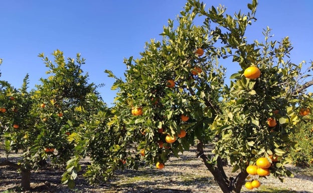 Los primeros precios de la próxima campaña citrícola son un 30% inferiores a los costes