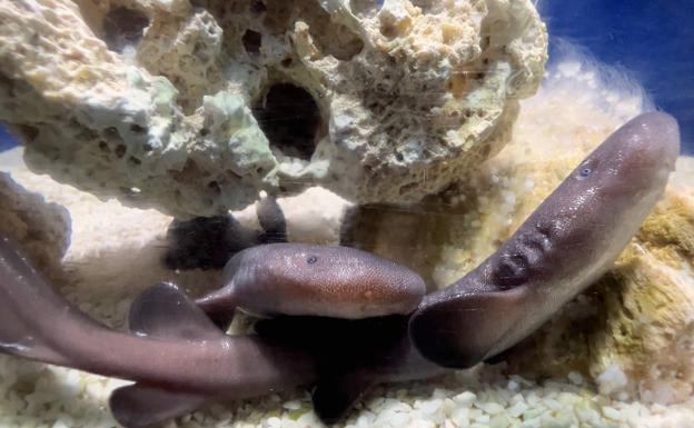 Nacen dos tiburones nodriza de cola corta en el Oceanogràfic de València