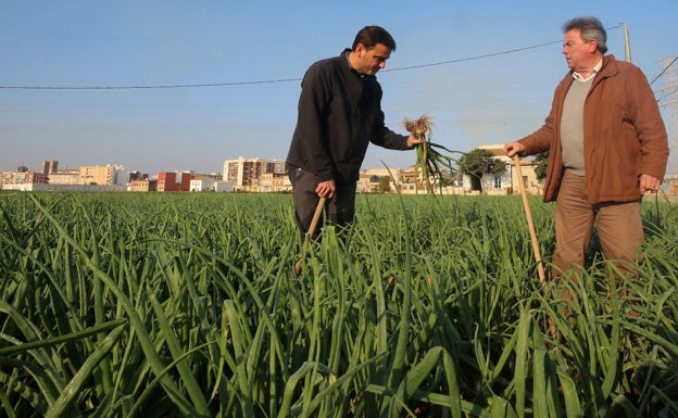 AVA alerta de que la edad media de los agricultores es de 64,4 años en la Comunitat