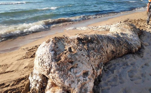 Aparece el cadáver de una cría de cachalote en la playa de Muchavista de El Campello