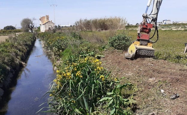 Catarroja adecuará las motas del canal del Port una vez acabe la época de nidificación