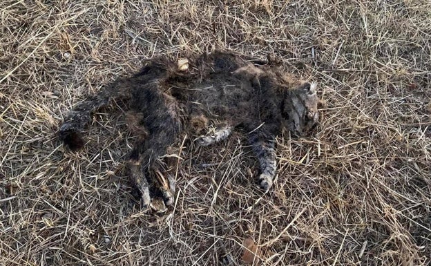 Una protectora alerta de la muerte masiva de gatos en una urbanización de Riba-roja