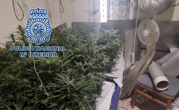Una fuga de agua en una vivienda de Alicante saca a la luz un cultivo de más de 60 plantas de marihuana
