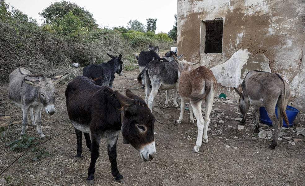 El imputado por la muerte de los burros dice que la conselleria conocía el proyecto