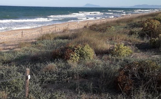 Ecologistas exigen actuaciones urgentes para proteger el espacio de las Dunas de la Safor de los macrofestivales